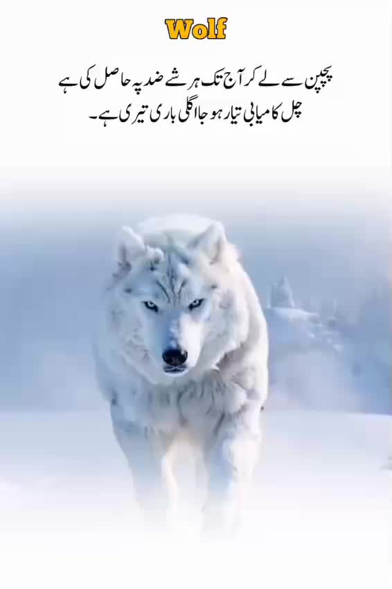 @Wolf ๐บ