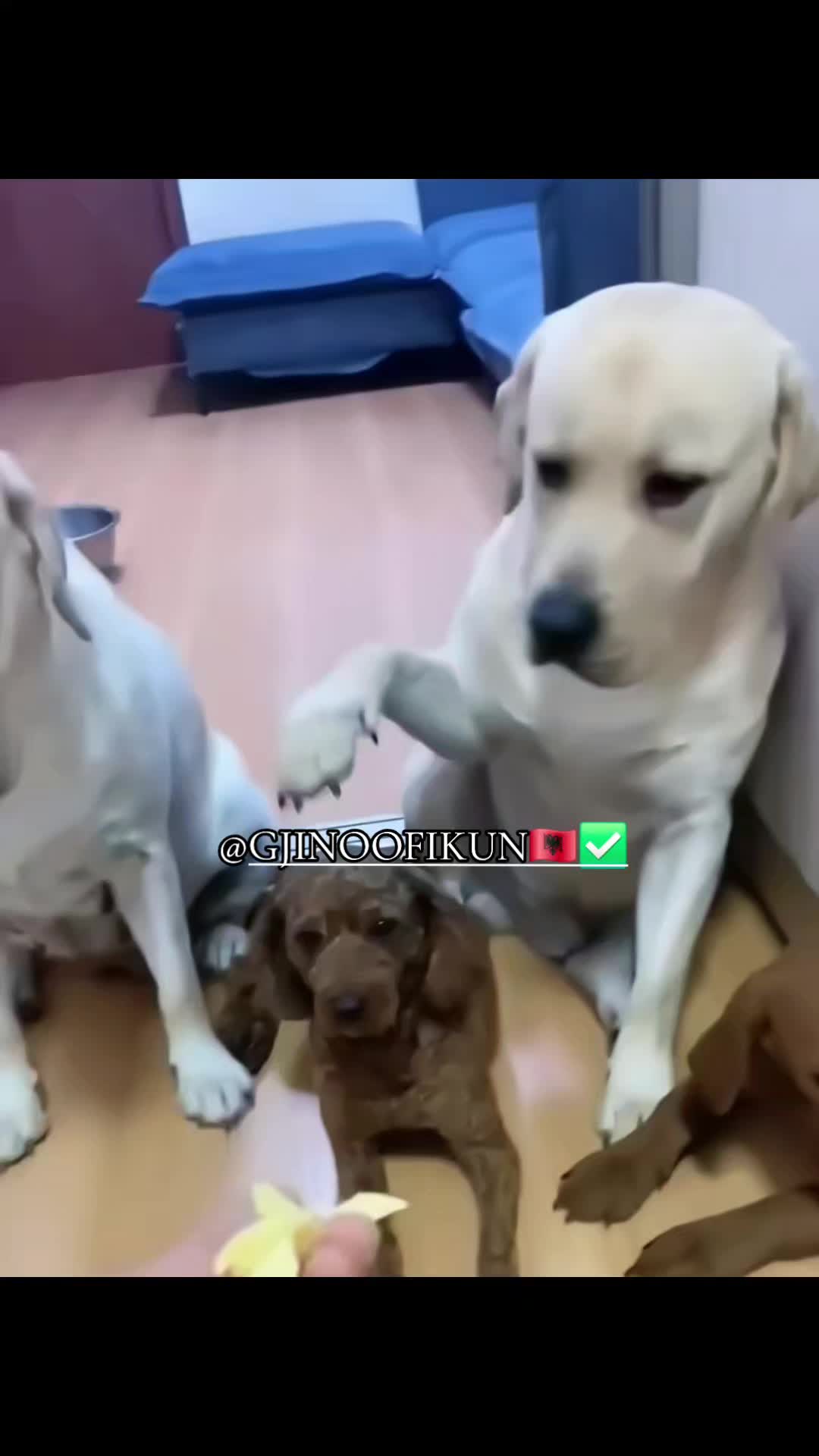 @GJINOOFIKUN🇦🇱✅️