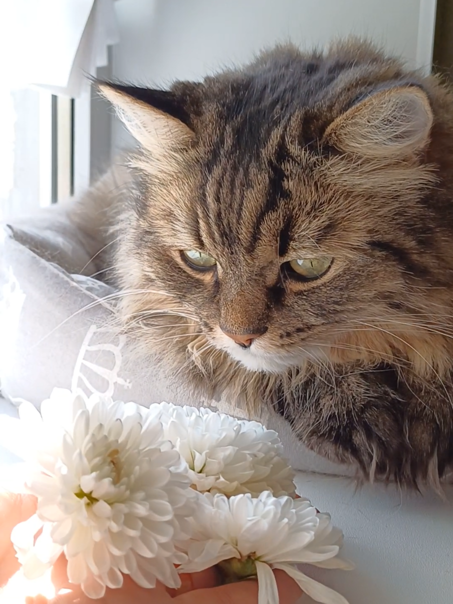 @cat_bayun_
