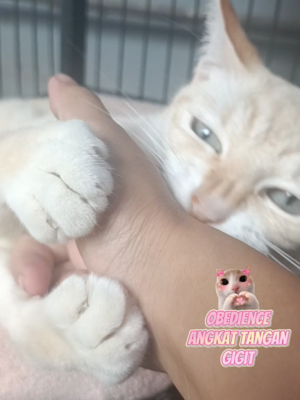 @sapijoko
