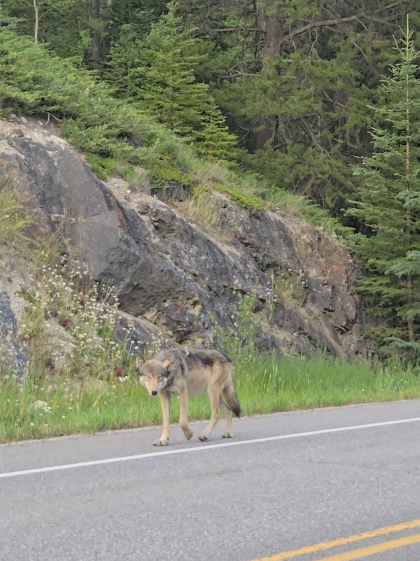 @Banff Trail Running & Wildlife