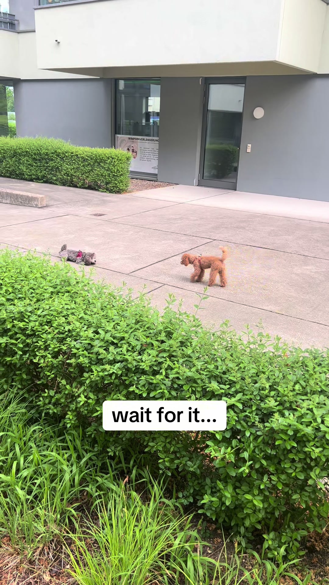 @Two & A Half Poodles | Dog Mom