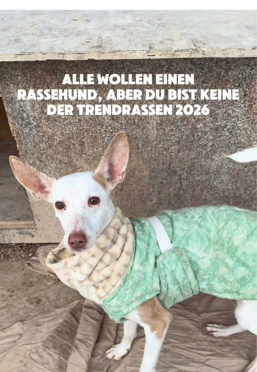 @arcadogsandayleen
