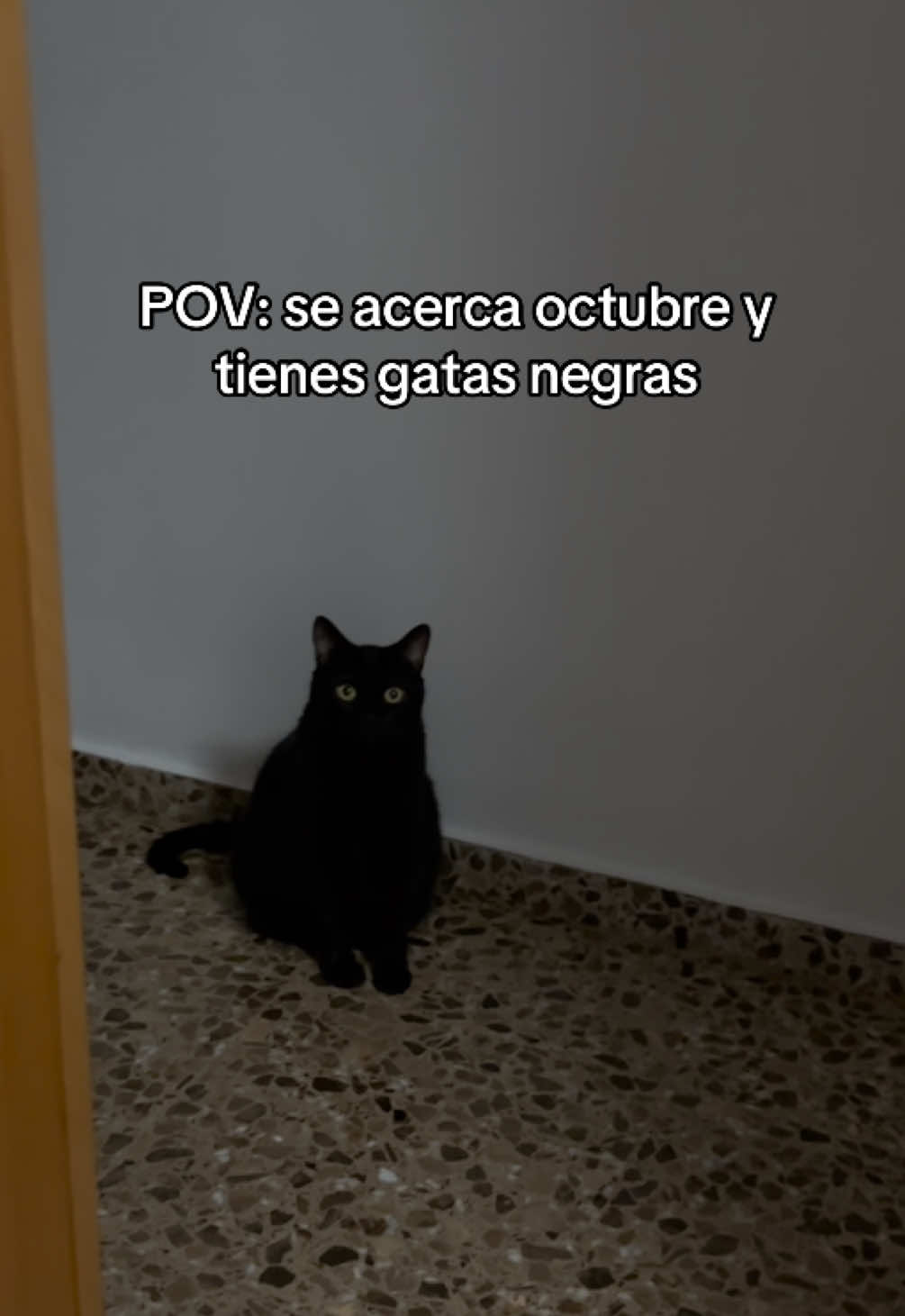 @BlackCatsMatter
