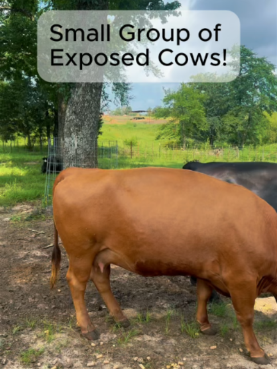 @Rutherford Land and Cattle