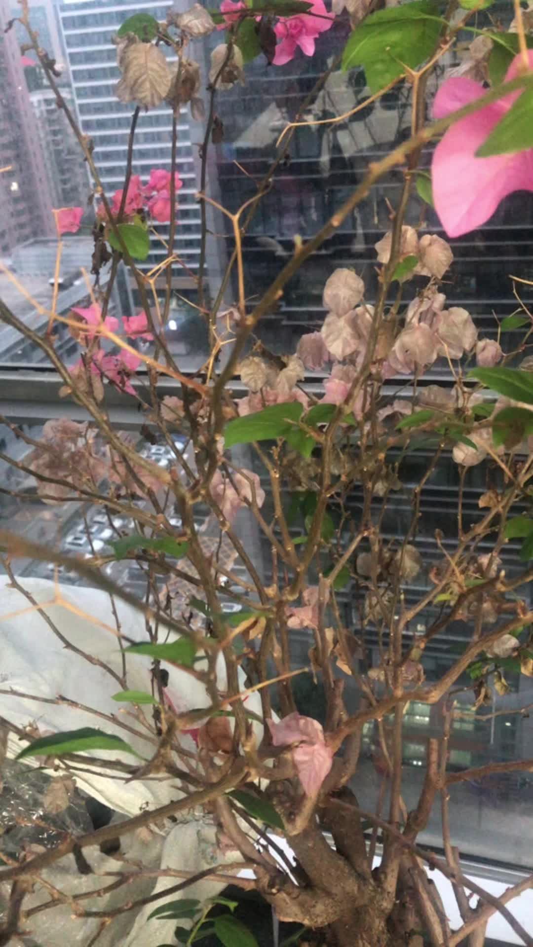 @laoyebaohao552