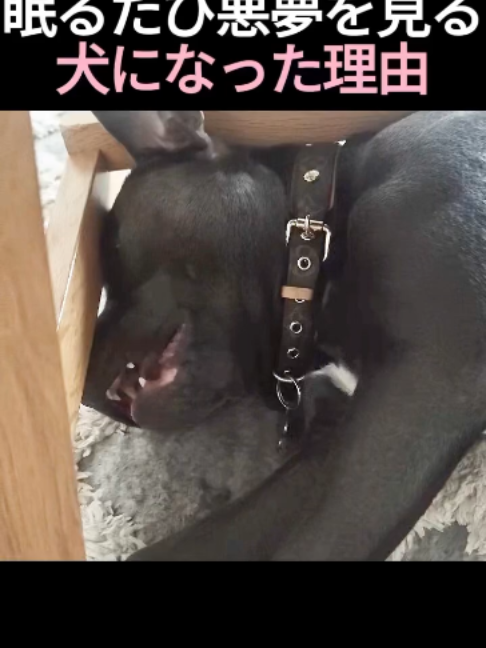 @5qpjptro
