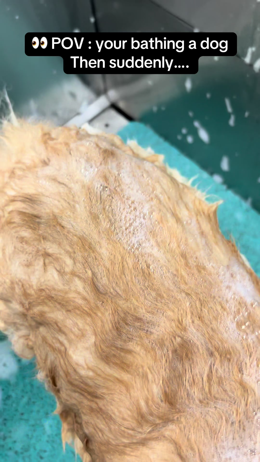 @Poochiepoosdoggrooming