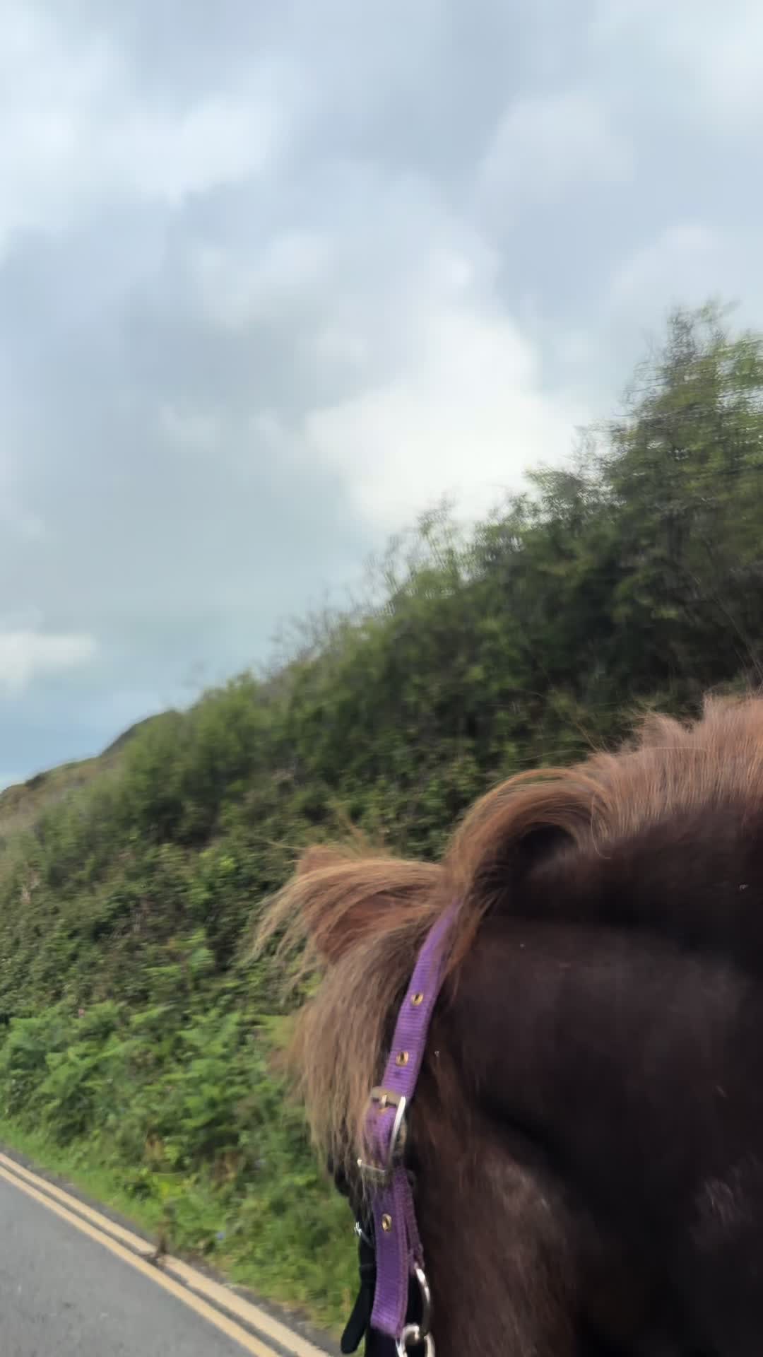 @horsetiktoc