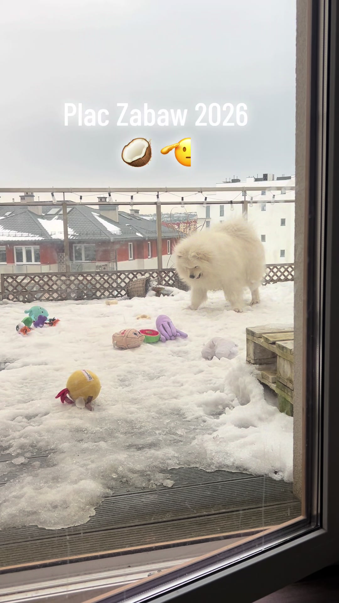 @Samoyed.Kokos