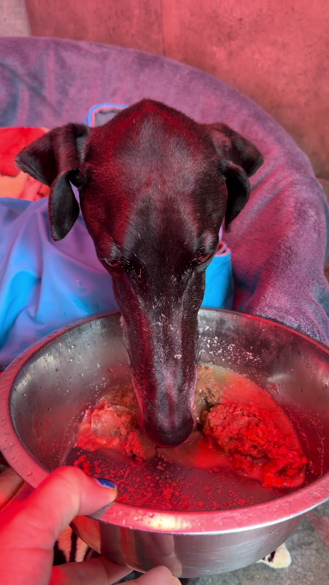 @Galgos del Sol