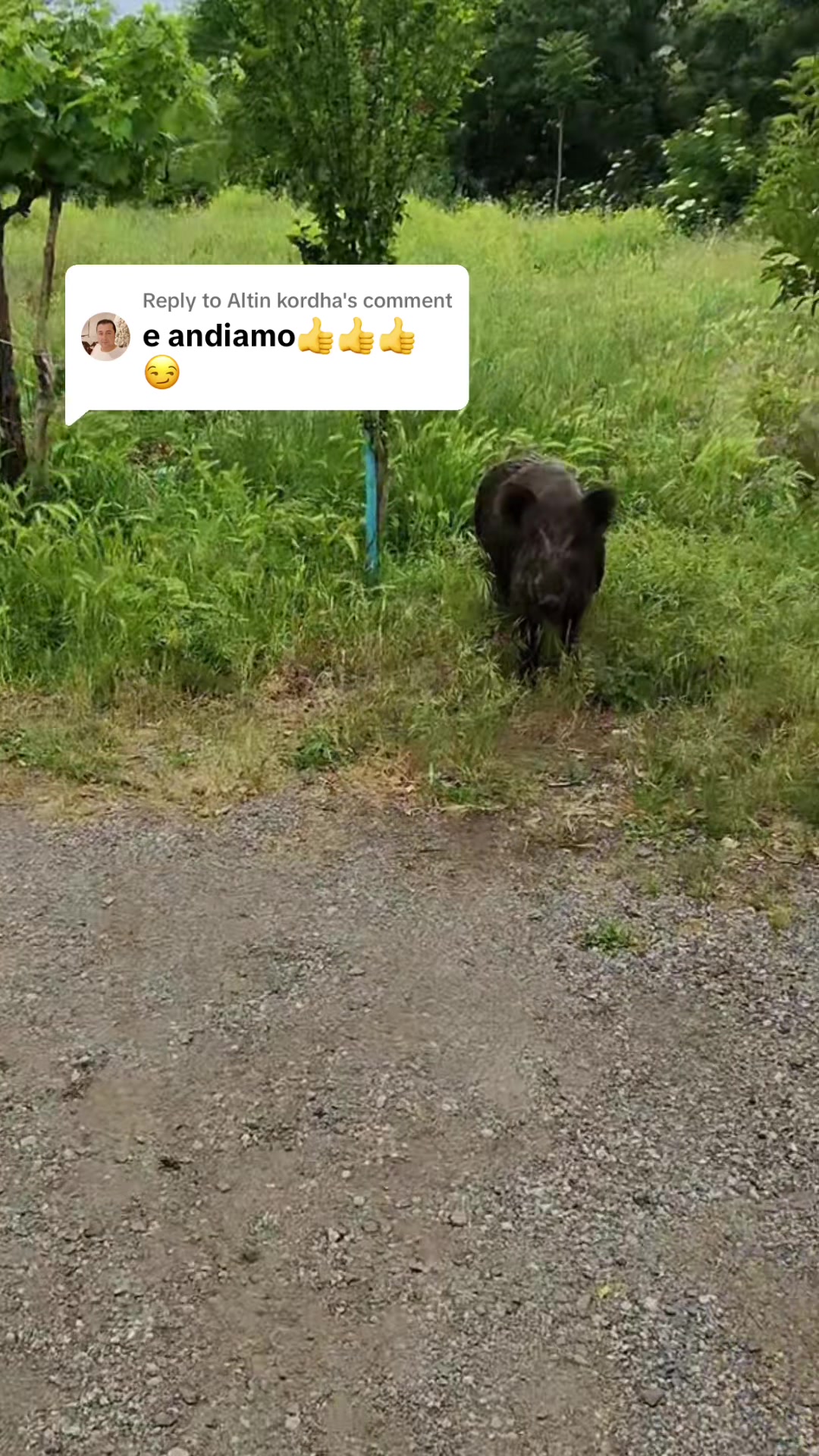 @Klodian Pashkaj
