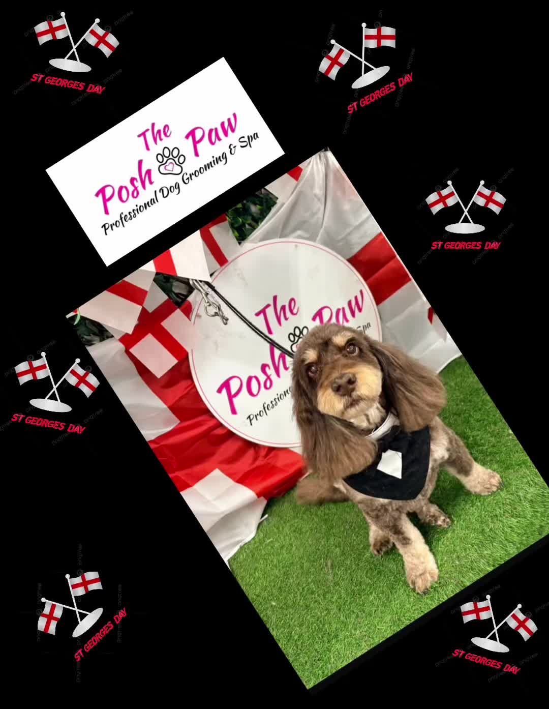 @The posh paw
