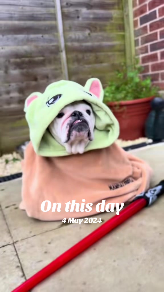 @diaryofalabradoodle