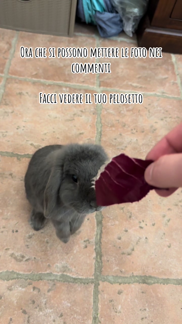 @Peter Rabbit