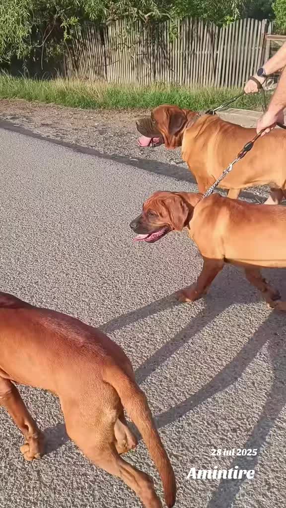 @Spirit of Asia Kennel