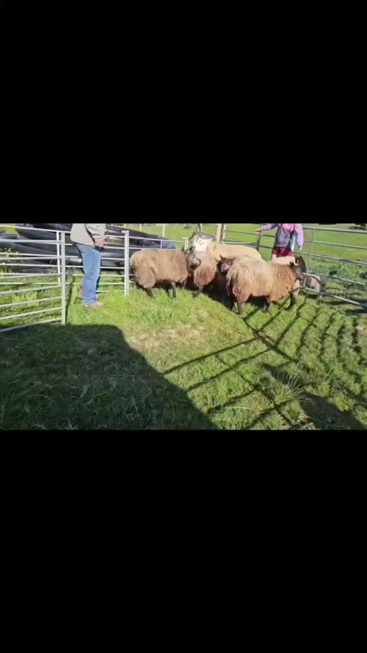 @Barton_wool