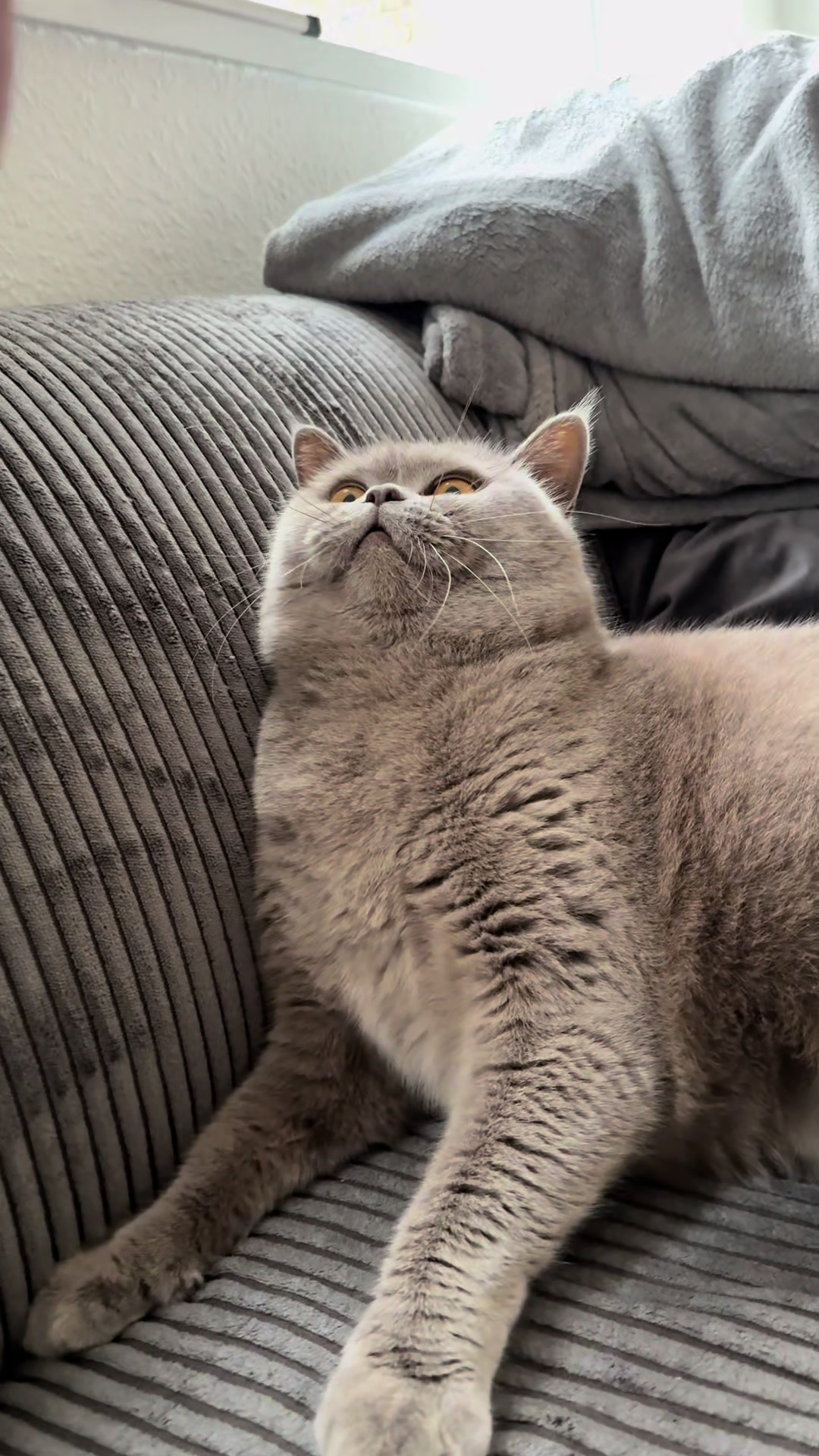 @Purrpawspals โจ