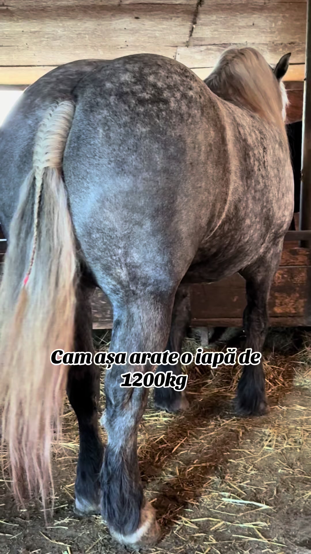 @🐴Spartanu🐴