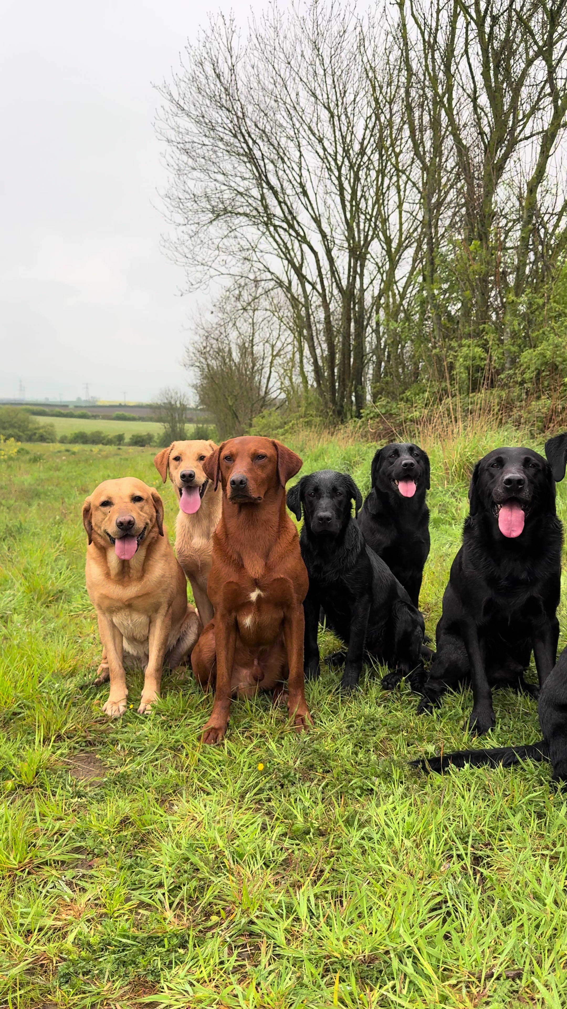 @slingleygundogs