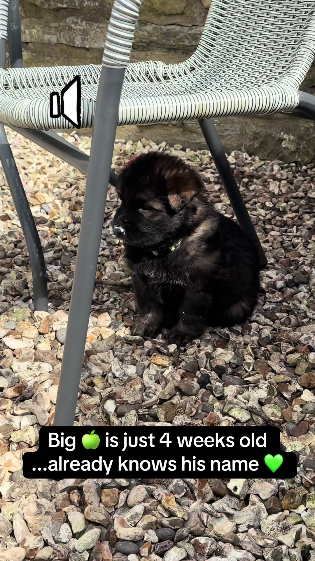 @TheGSDhubwithjennygould