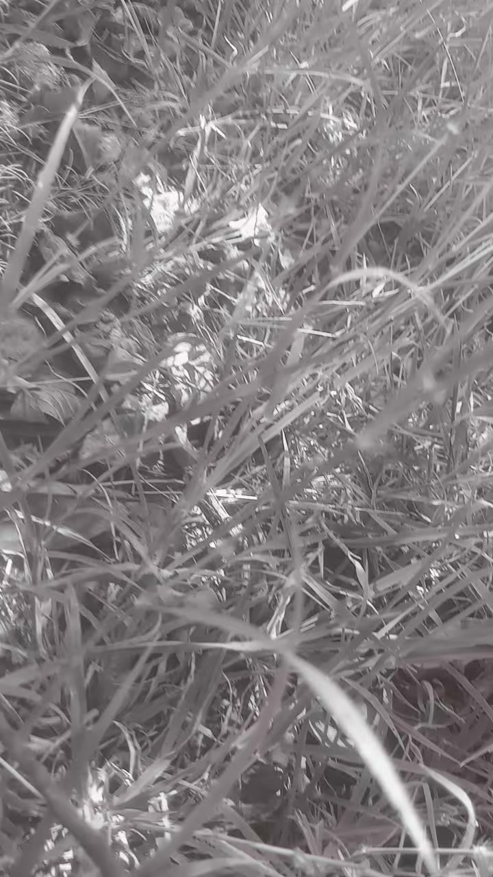 @African Creature ( naturetell