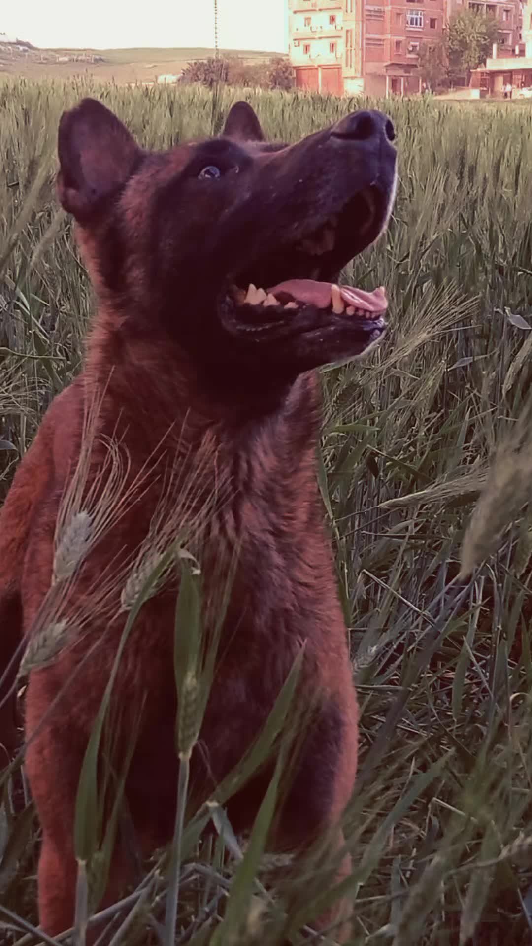 @Cizeer_kiva malinois k9 🐕🦺