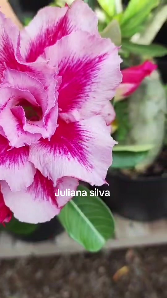 @Juliana silva