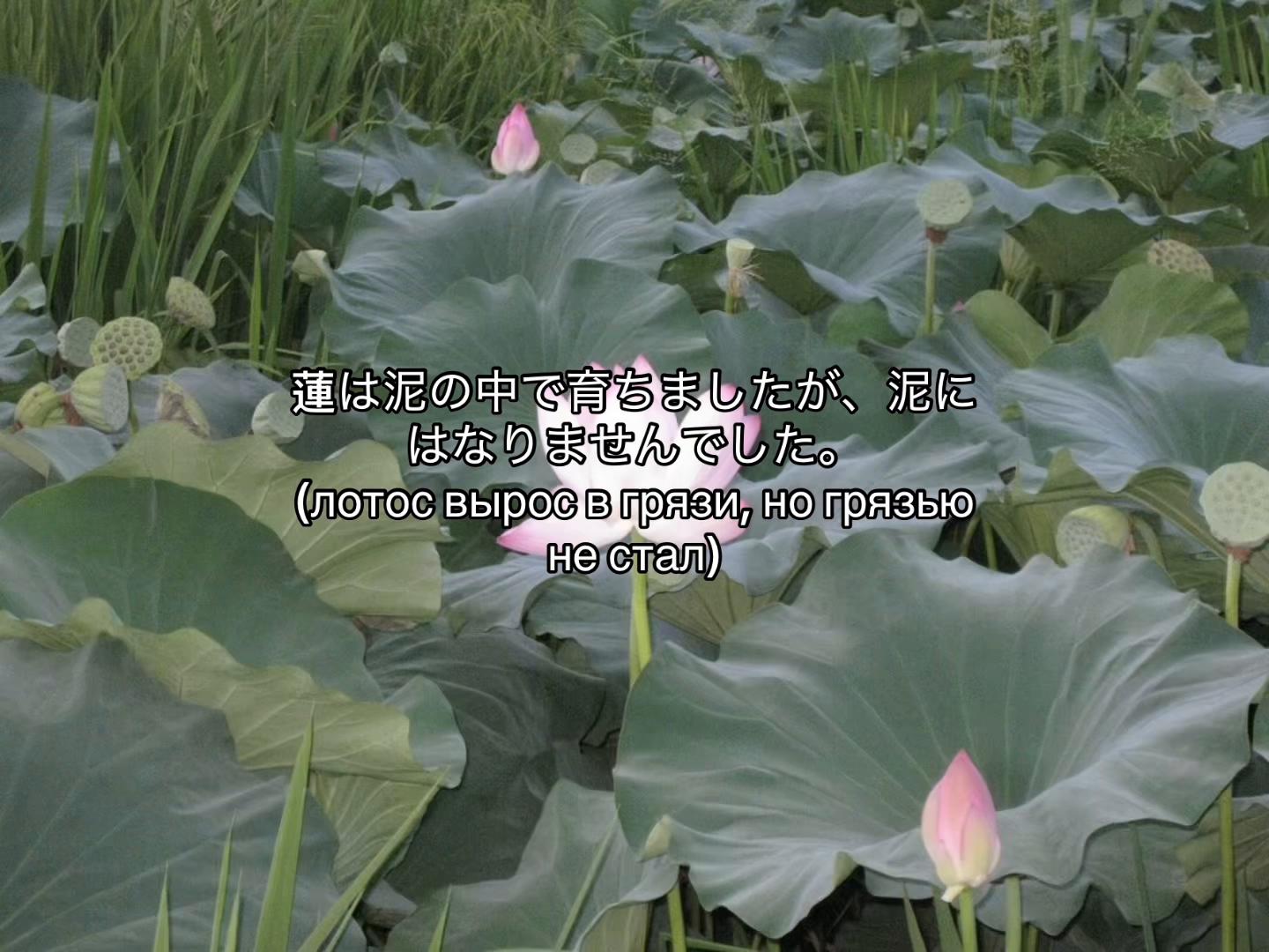 @блаженная 🦢