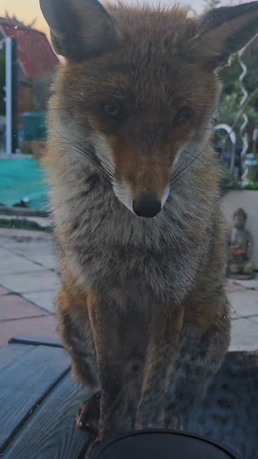 @🦊Welcome to Foxtown🦊