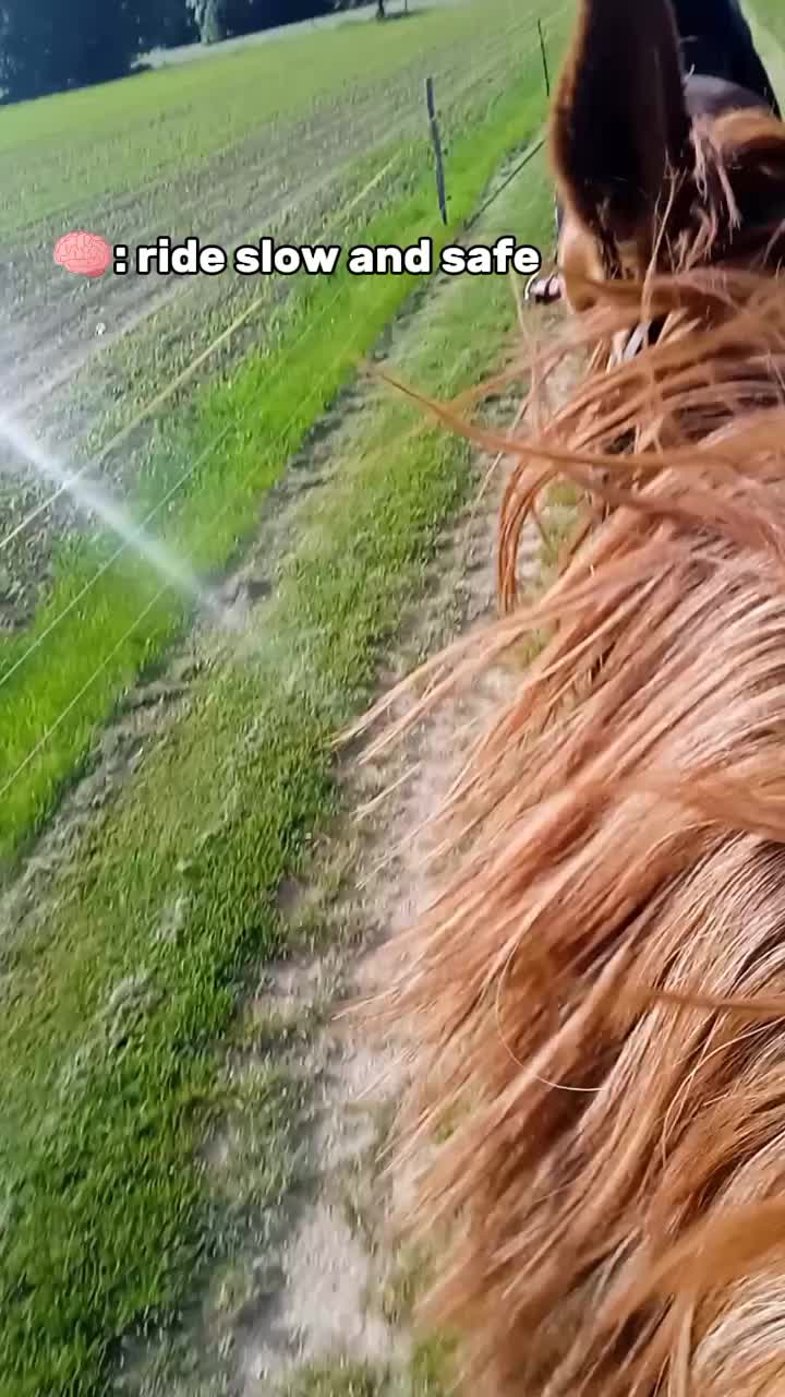 @🌲Ga&aacute;l Vanda🌲