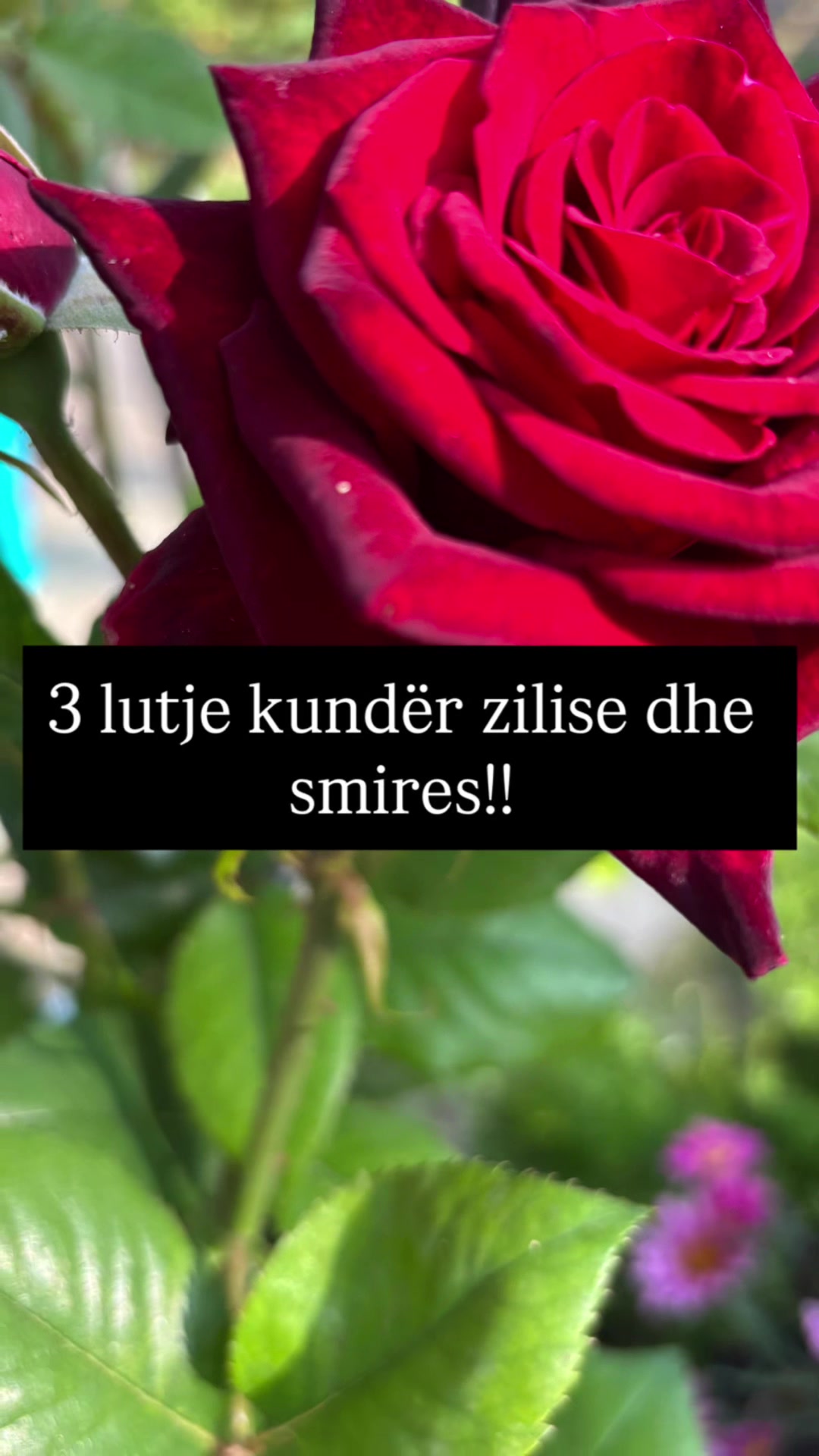 @🦋💎🇦🇱MIDE💎🦋🇦🇱
