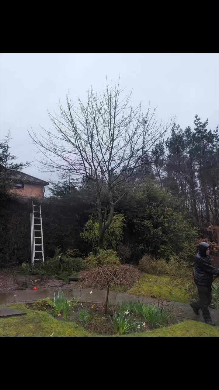 @Glasgow_Tree_Care