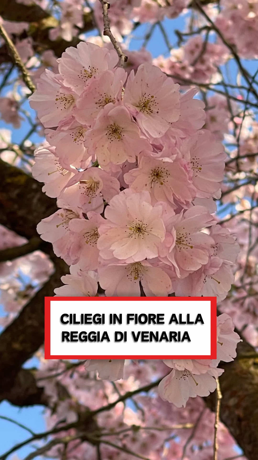 @Axell