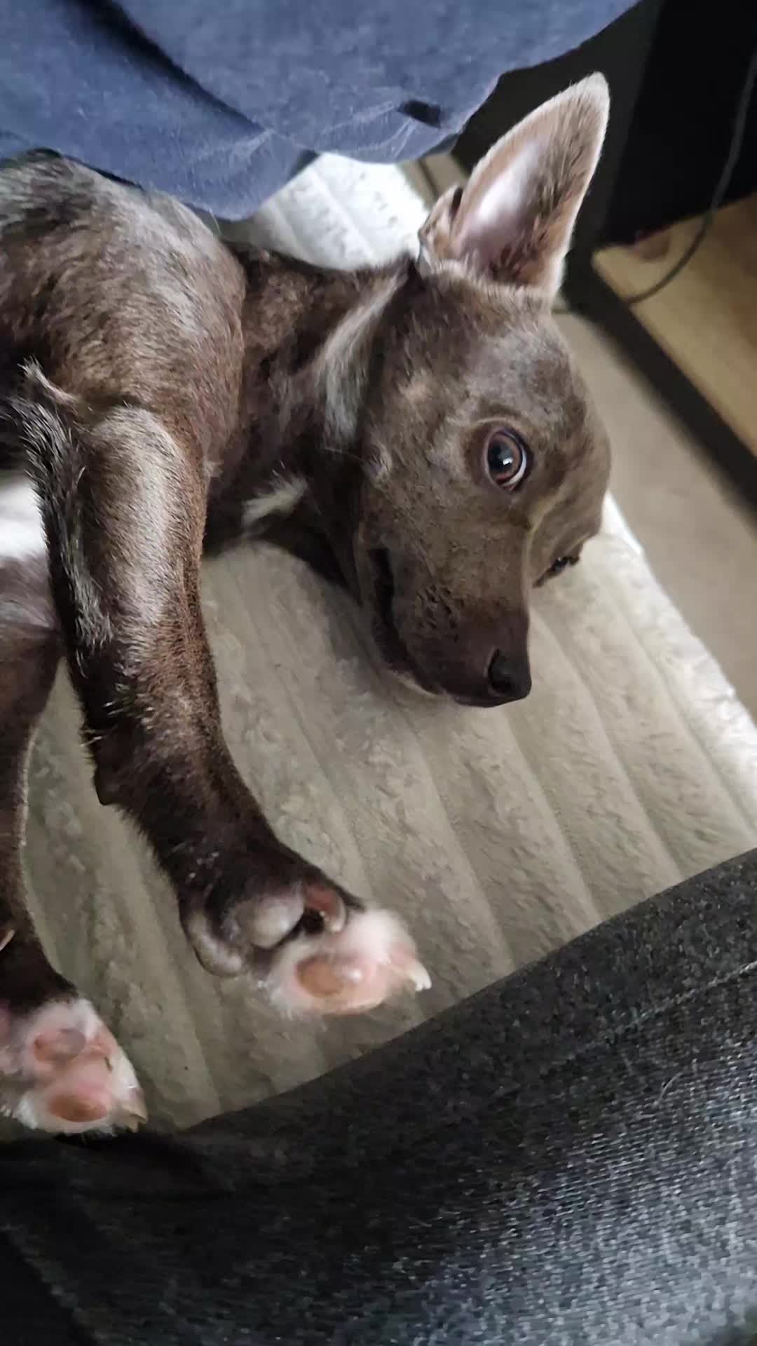 @Stéphy🐕🩷🤍🐶