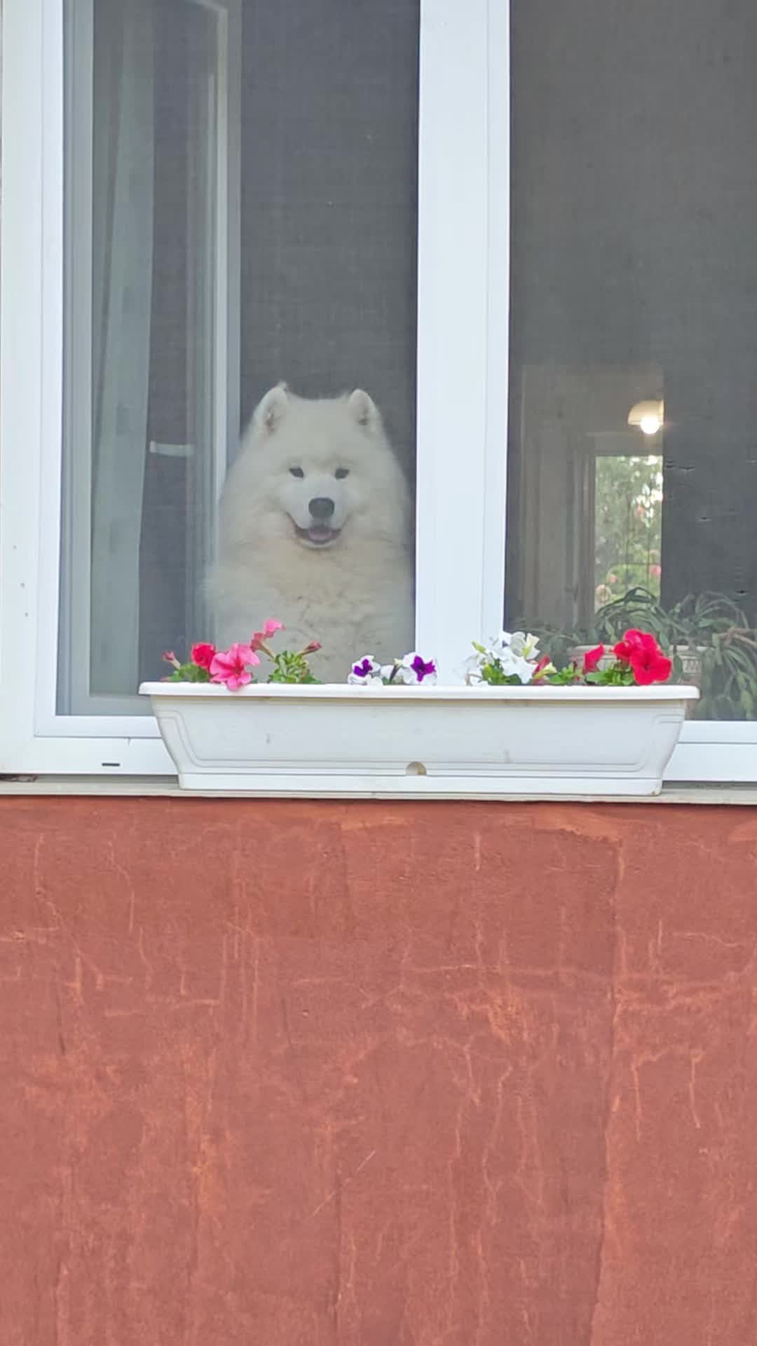 @Lovely Snow Diamonds Samoyed