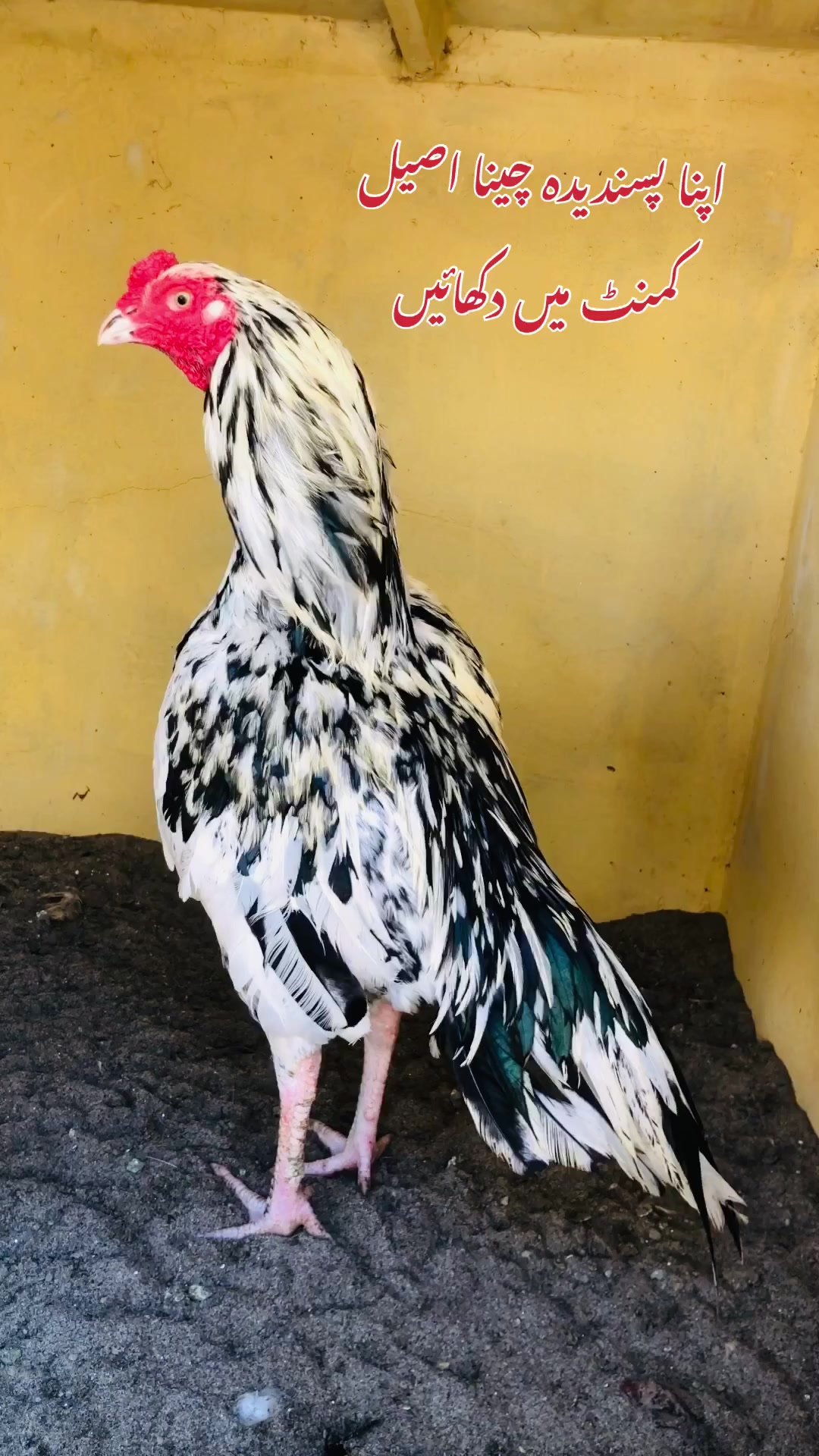 @Poultry Markaz