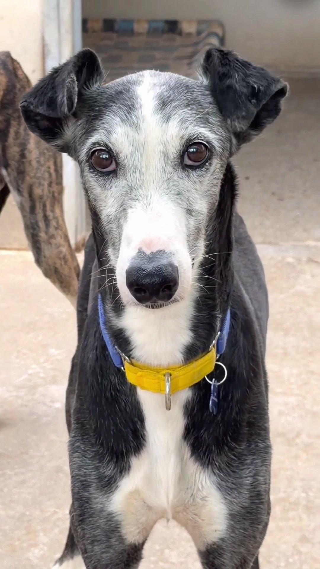 @Galgos del Sol