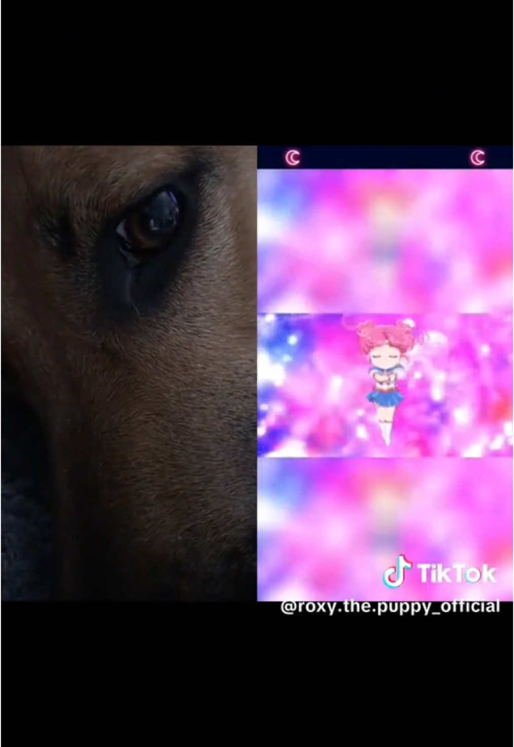 @Roxie the Dog🩷🐶🐾