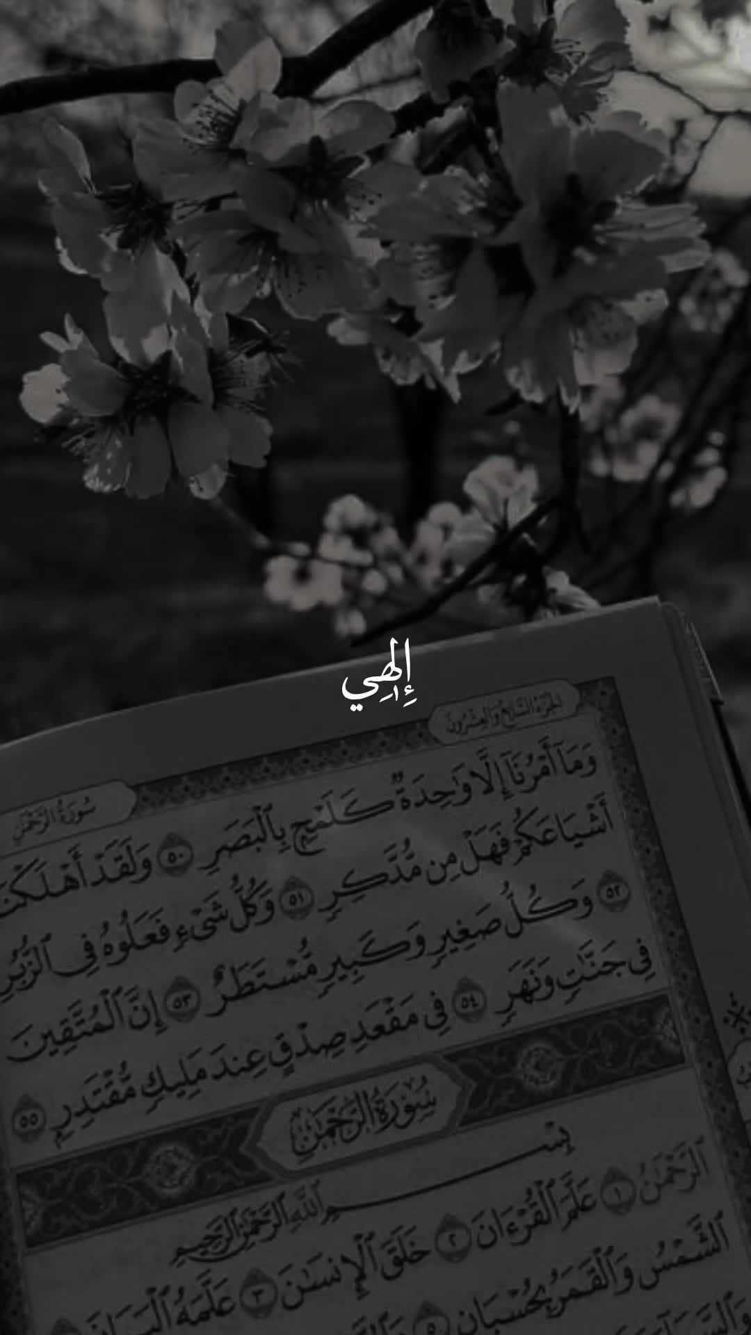 @قائد الغُرِّ المُحَجَّلين