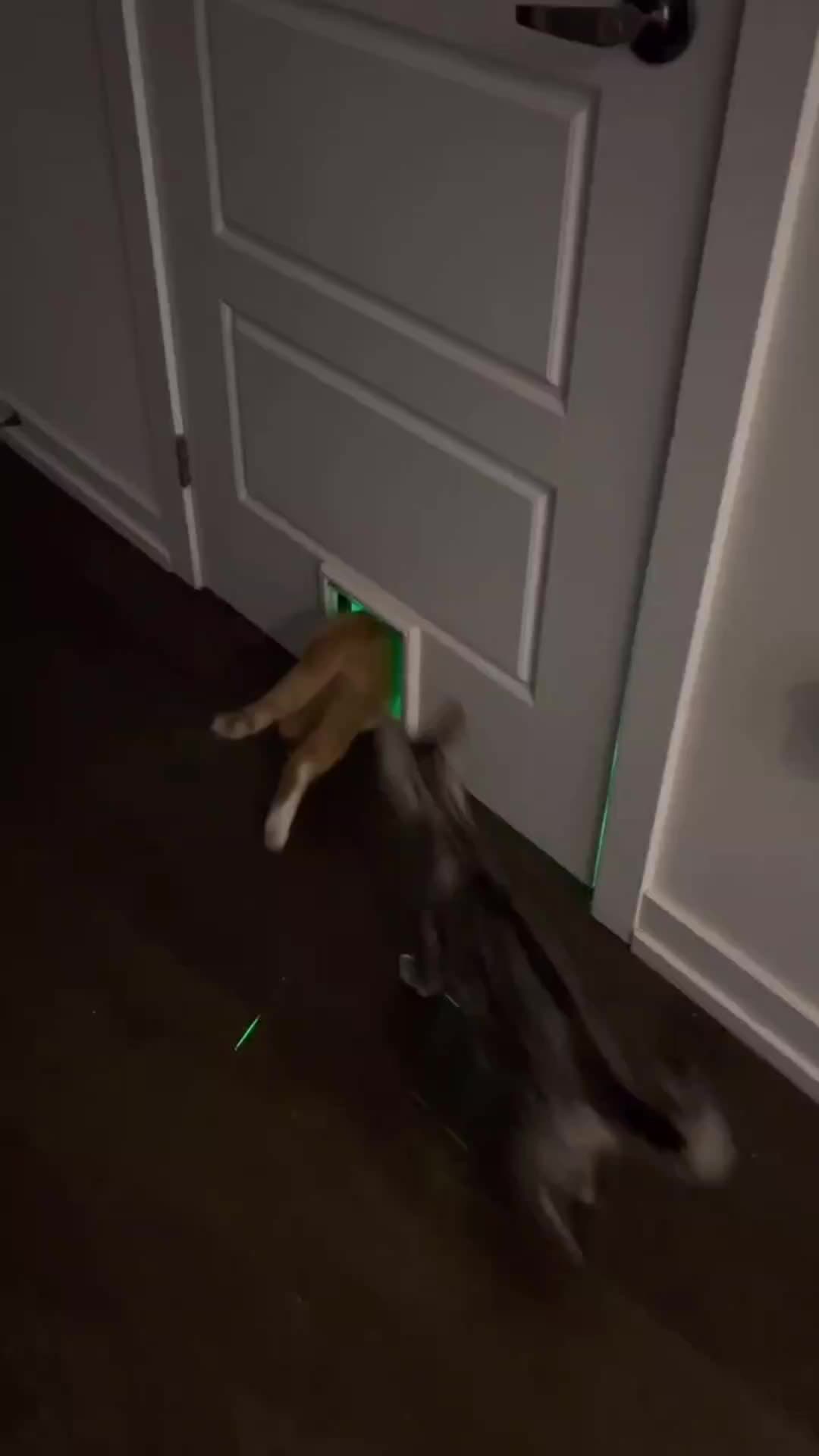 @funnyAnimals