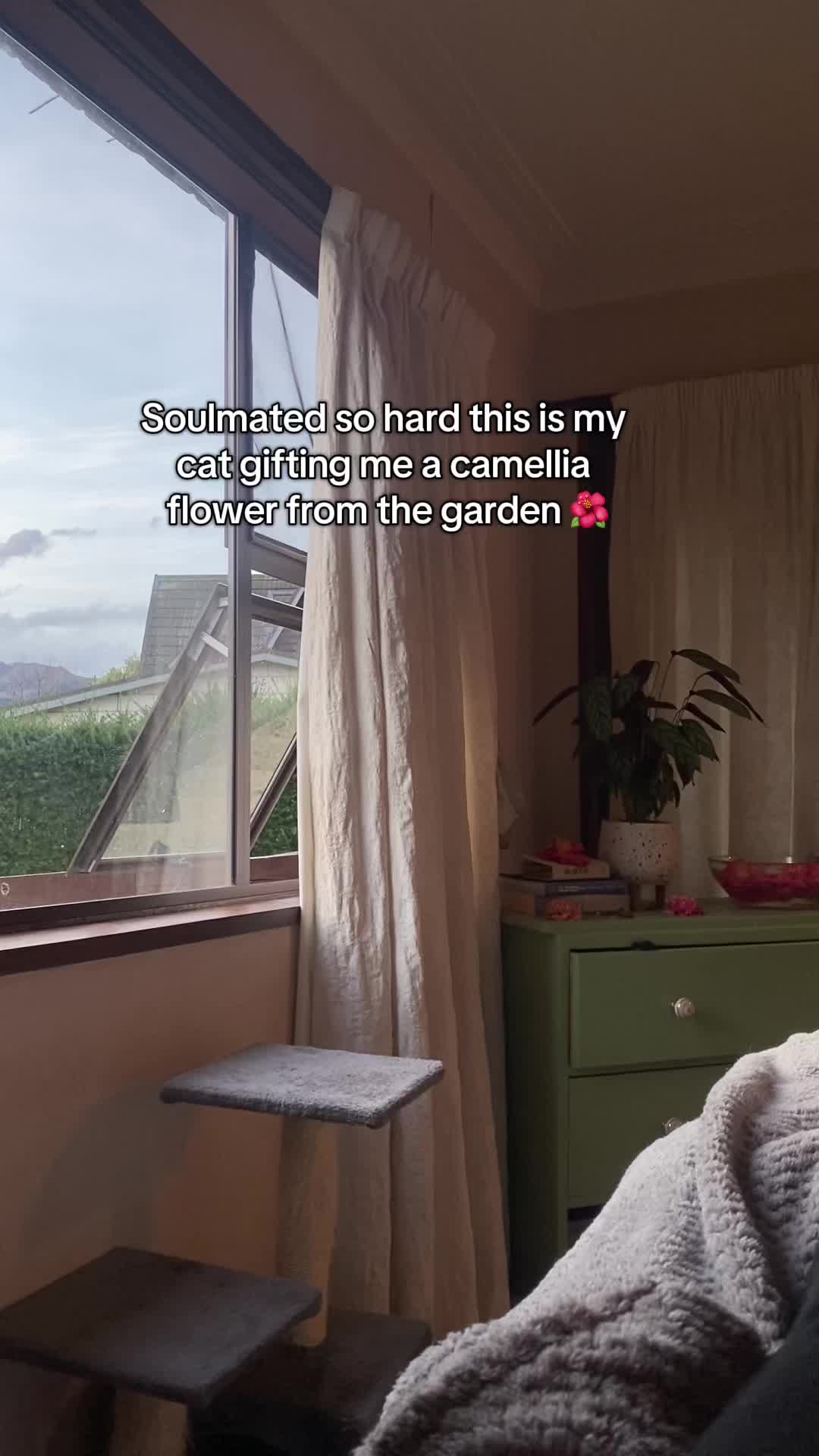@Flowercat 🌸