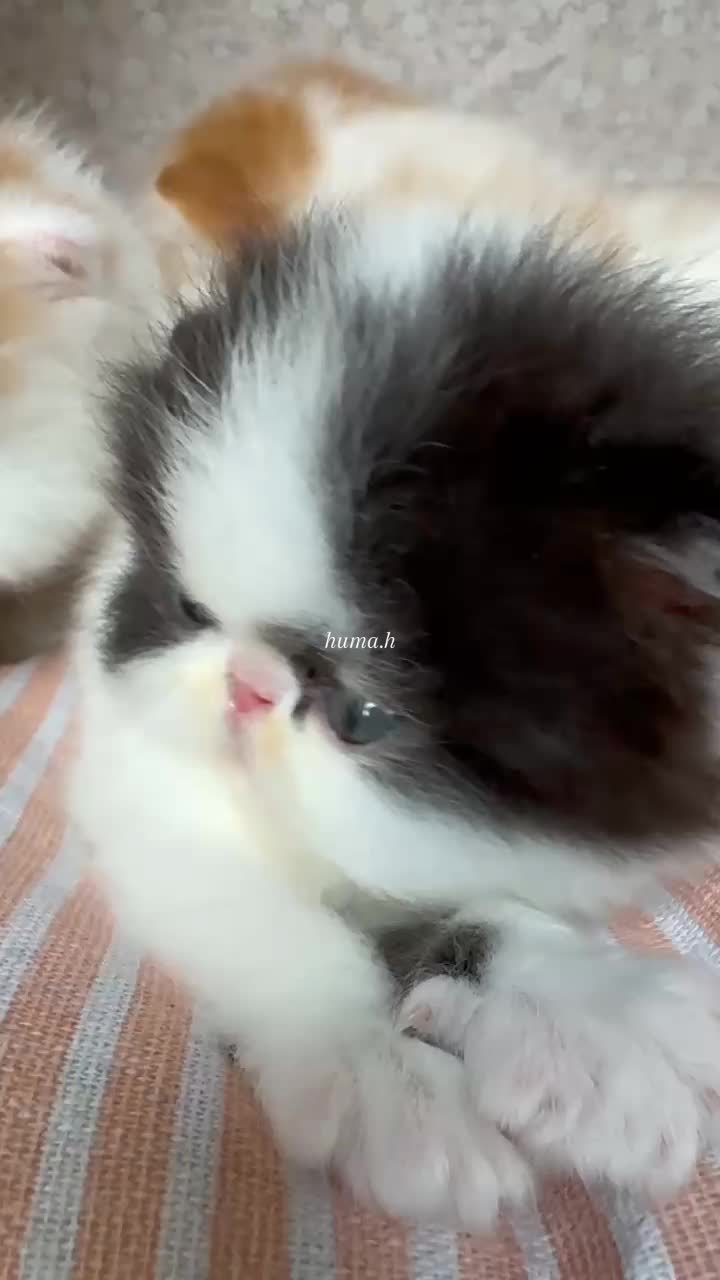 @_Humah_