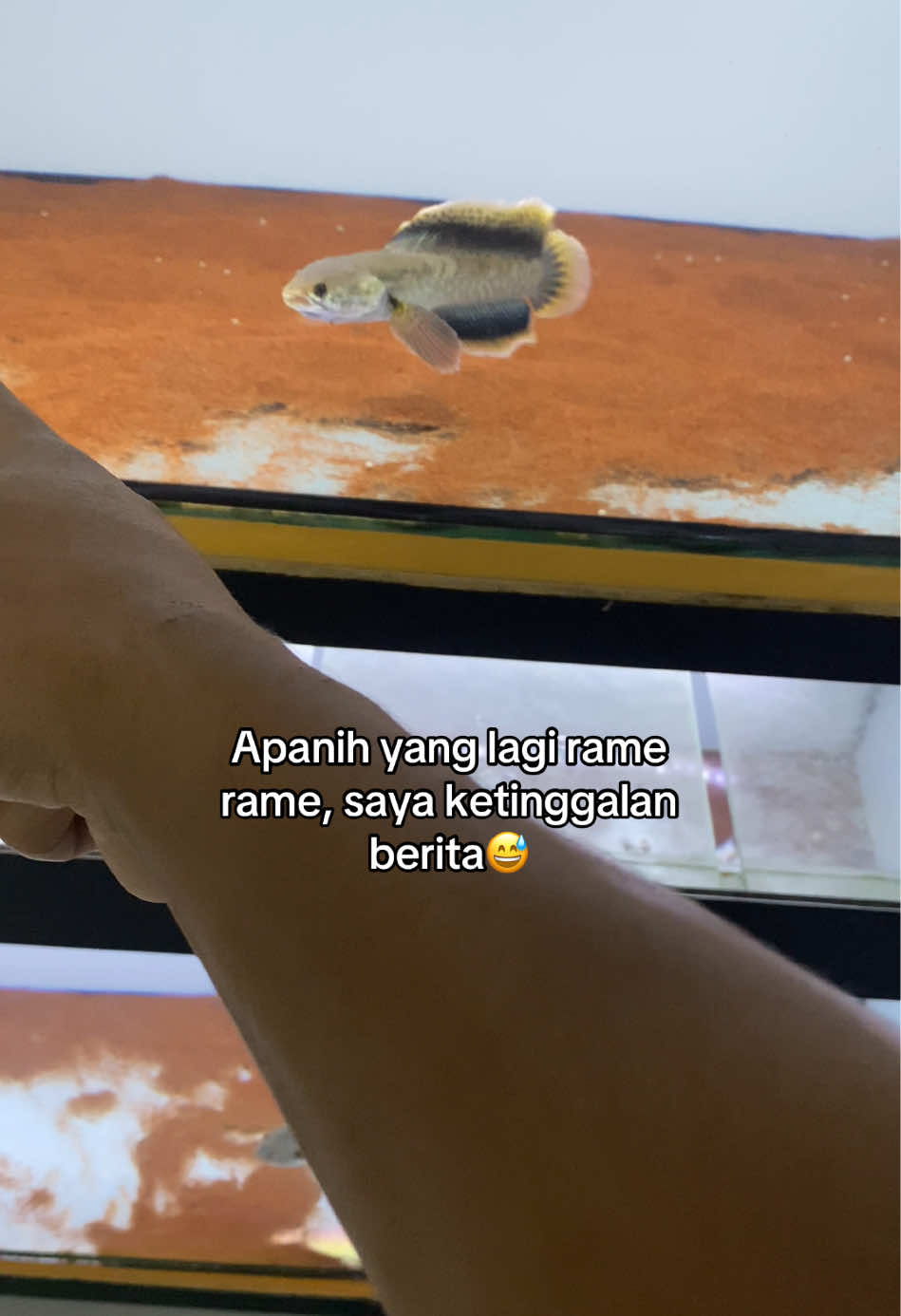 @RULL SNAKEHEAD