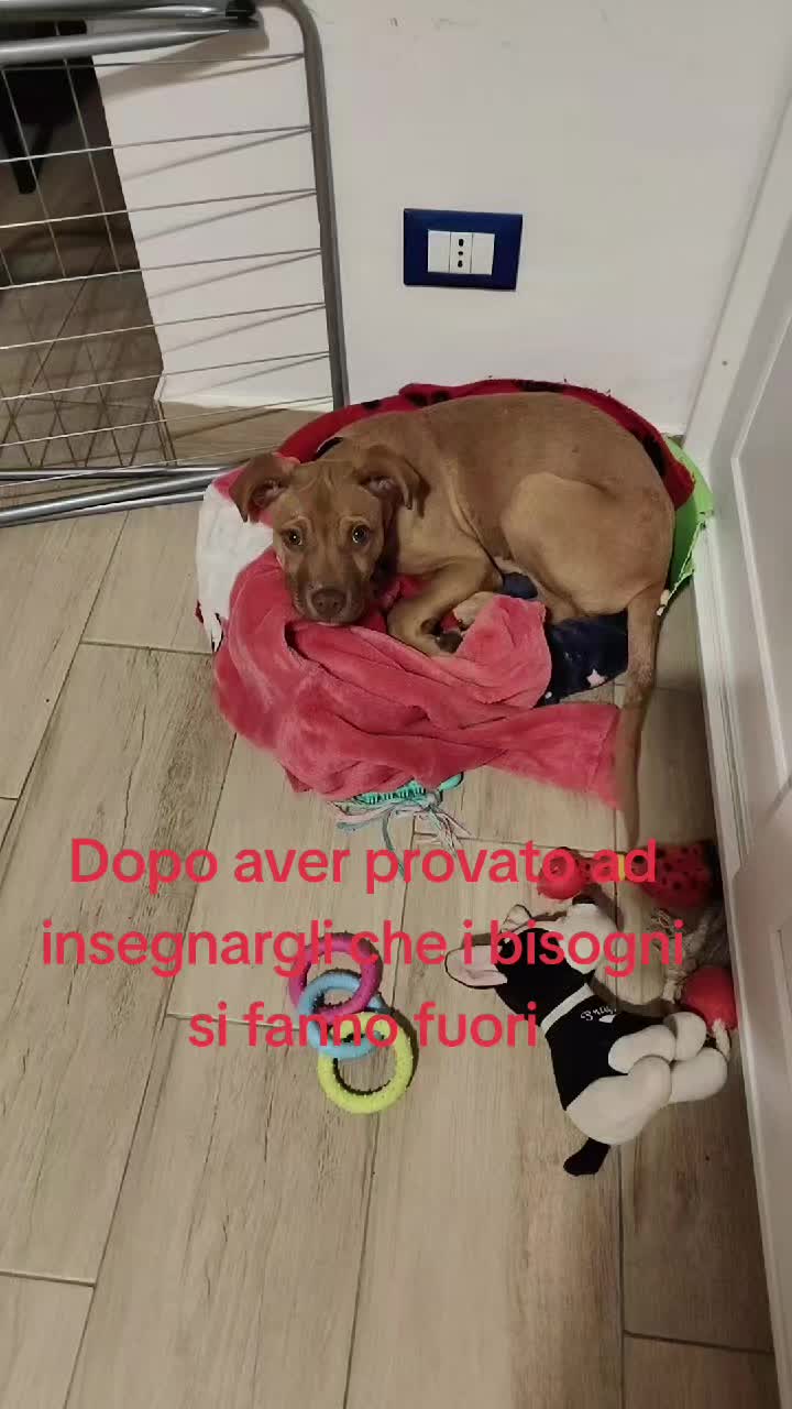 @Djvincex