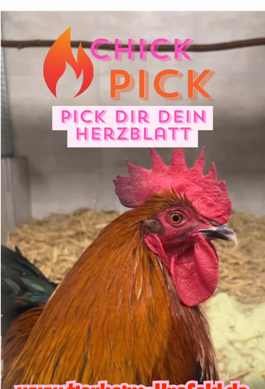 @TierheimKR