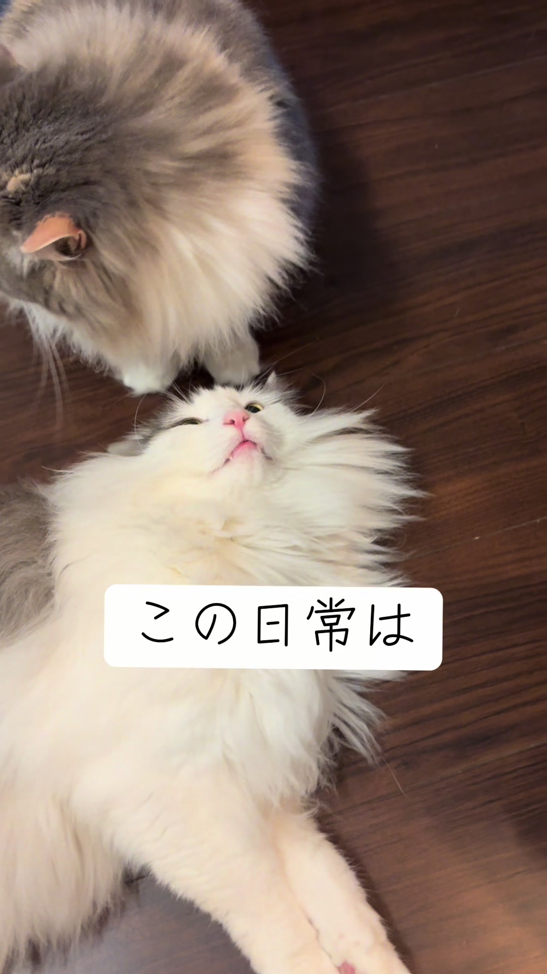 @neko.neko.hato