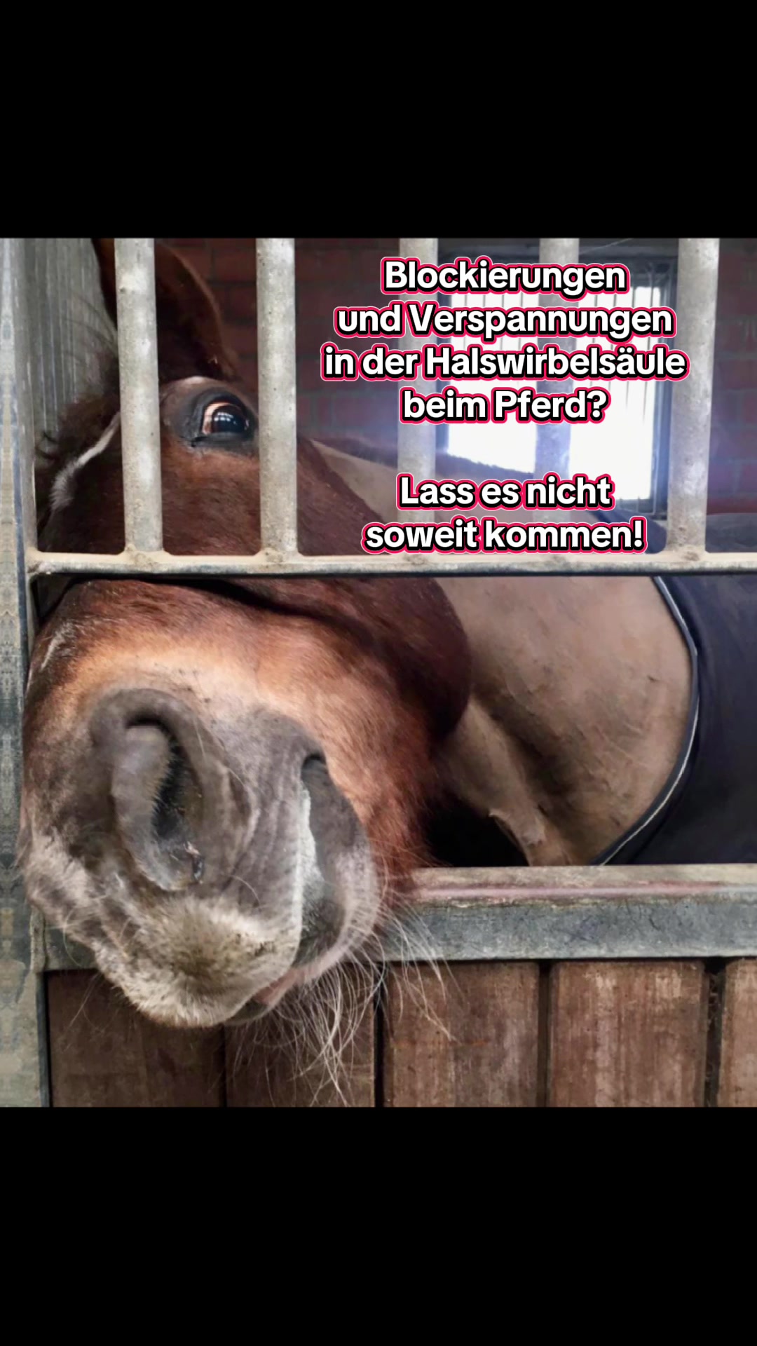 @Pferdephysiotherapie InTakt