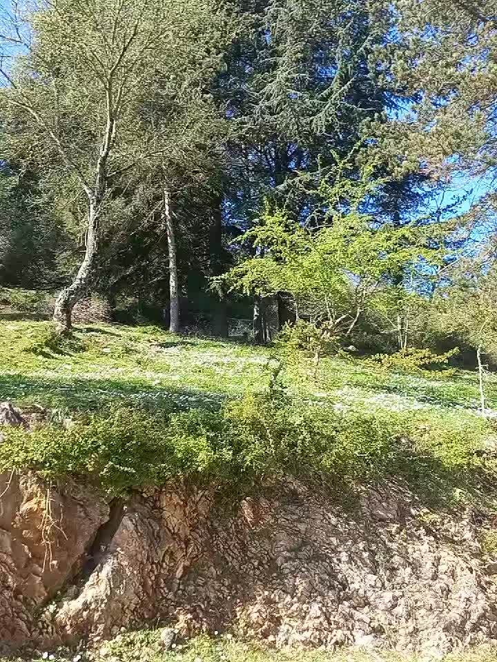 @Silvia Zmeu