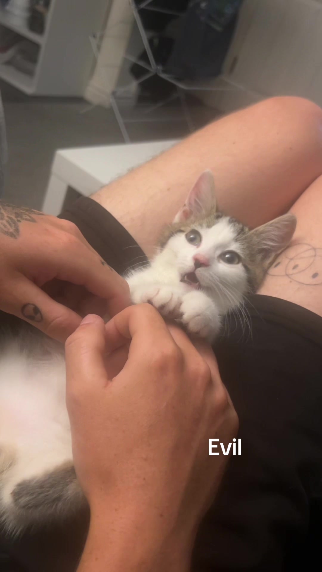 @catratgirl
